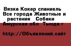 Вязка Кокер спаниель - Все города Животные и растения » Собаки   . Амурская обл.,Тында г.